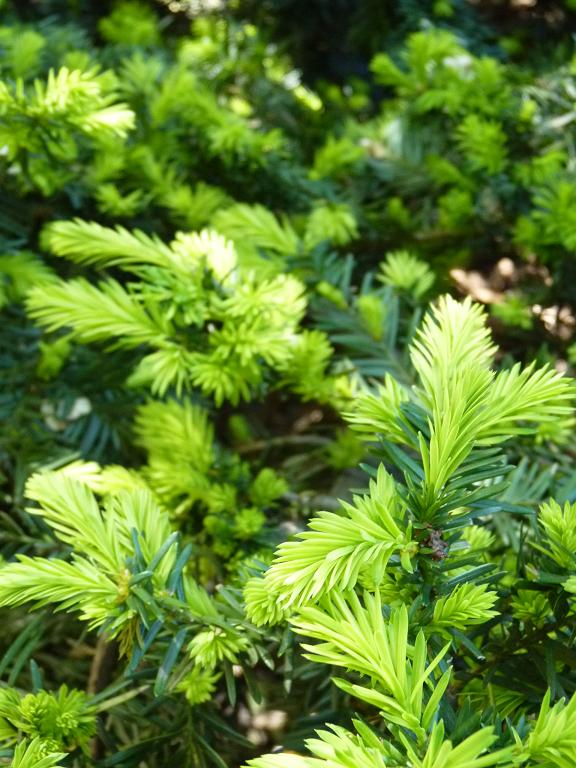green3.JPG